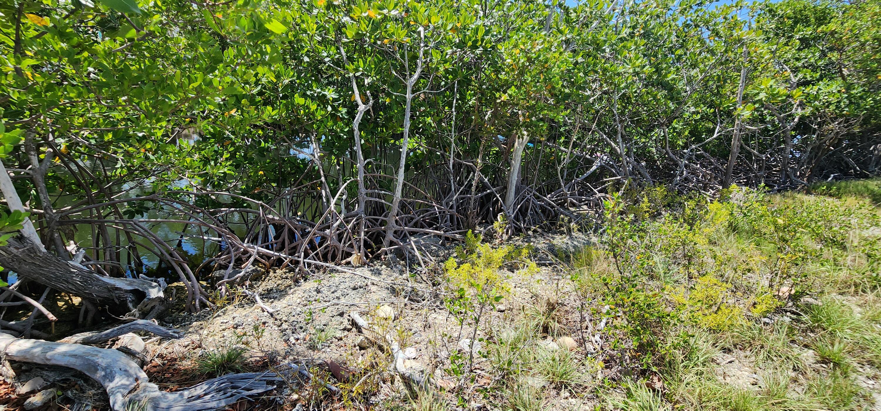 6 Coral Way Big Pine Key, FL 33043 - Photo 10 of 20 a view of a garden with plants