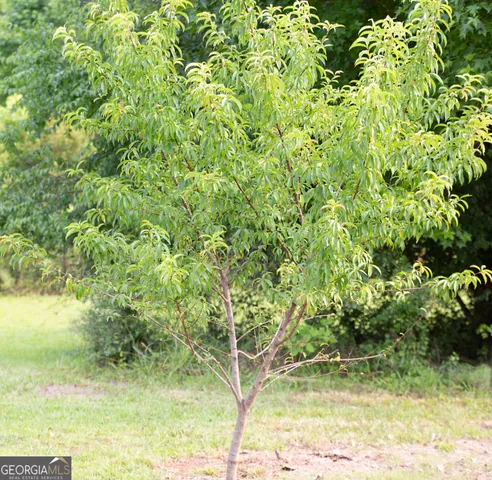 a view of a yard with a tree