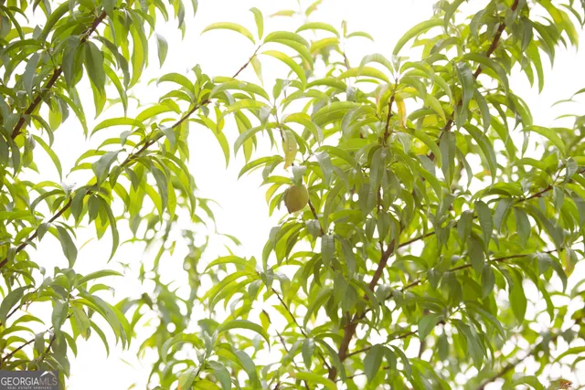 a backyard of a plant