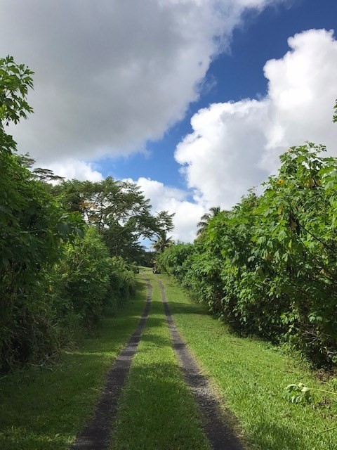 5 Pohoiki Road Pahoa, HI 96778 - Photo 4 of 19 Gallery Image 4