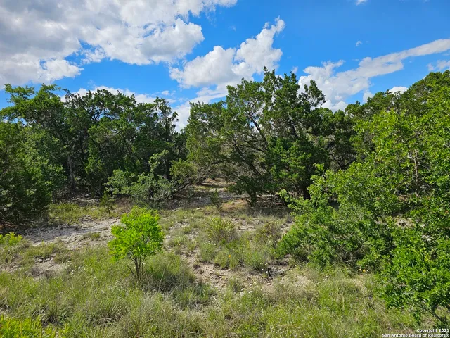 a view of a bunch of trees