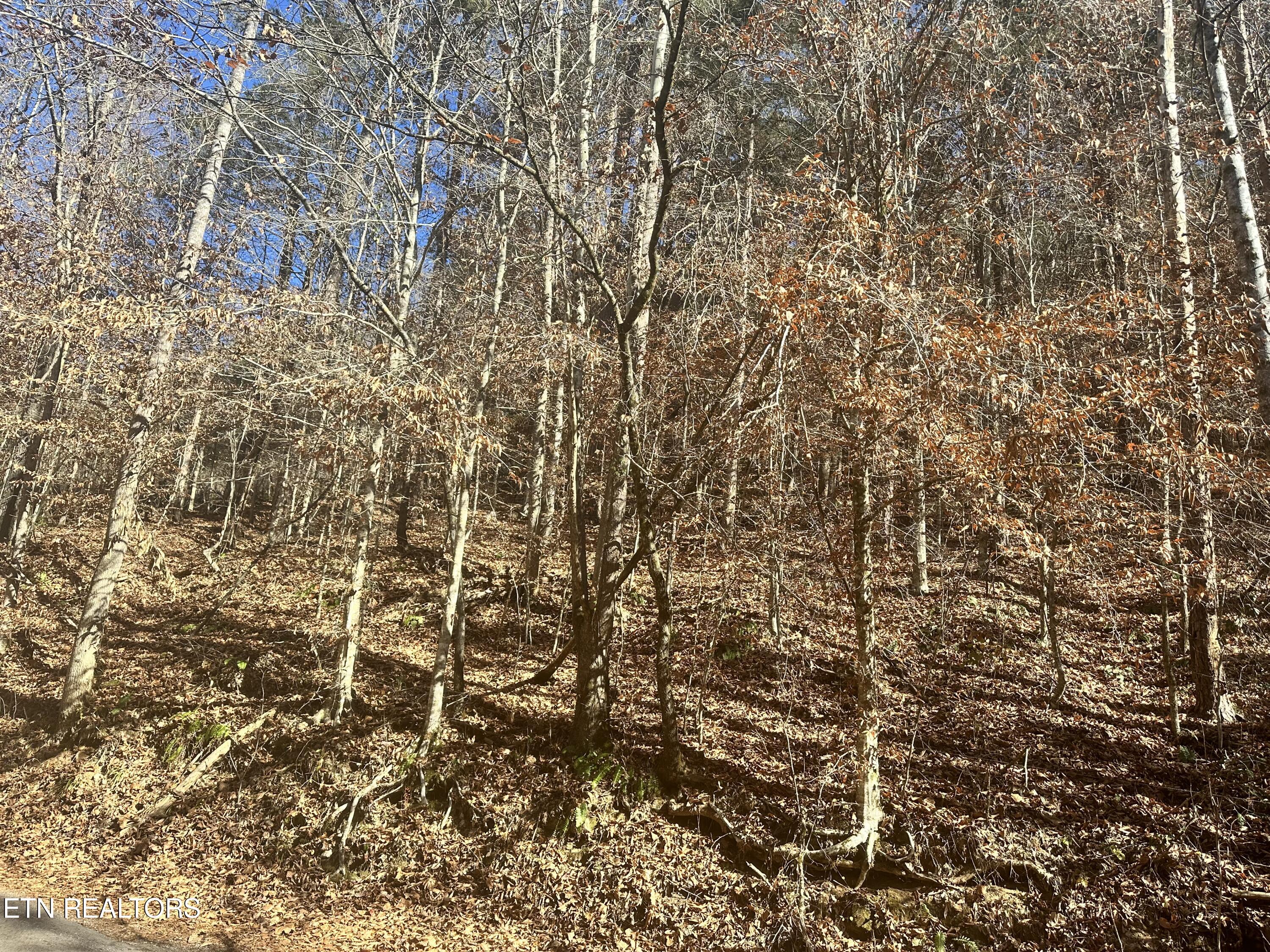 Vancel Hill Road Tazewell, TN 37879 - Photo 1 of 7 IMG_3725