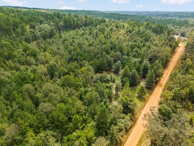 a view of a forest with a street