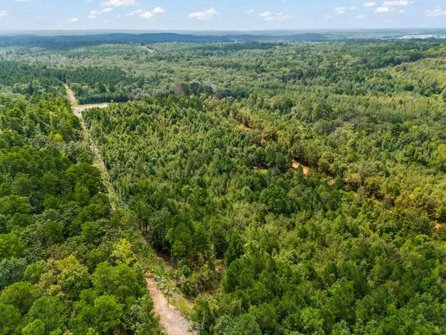 a small garden covered with tall trees