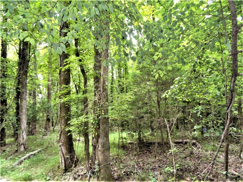 315 Oliver Scotts Mill Road Honea Path, SC 29654 - Photo 8 of 10