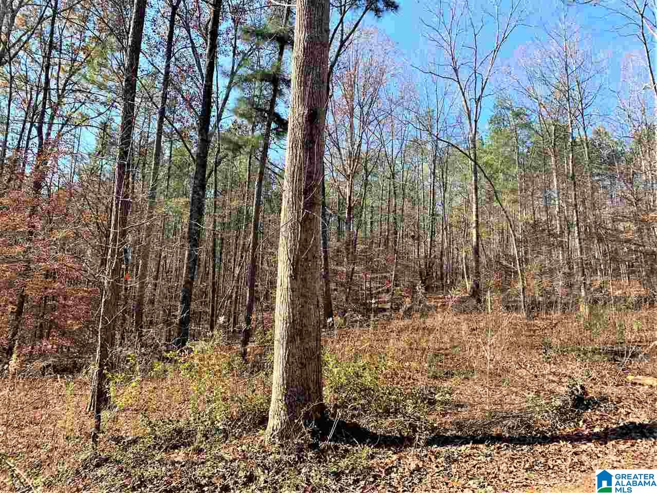 336 County Road 910 Delta, AL 36258 - Photo 8 of 29