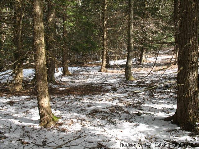 Lot33 Van Etten Road Prattsville, NY 12468 - Photo 11 of 31 a view of a yard with large trees