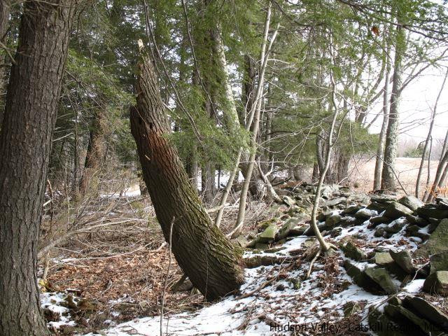 Lot33 Van Etten Road Prattsville, NY 12468 - Photo 21 of 31 a view of a yard