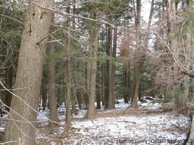 Lot33 Van Etten Road Prattsville, NY 12468 - Photo 22 of 31 a view of a forest filled with trees