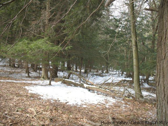 Lot33 Van Etten Road Prattsville, NY 12468 - Photo 25 of 31 a view of a forest with trees