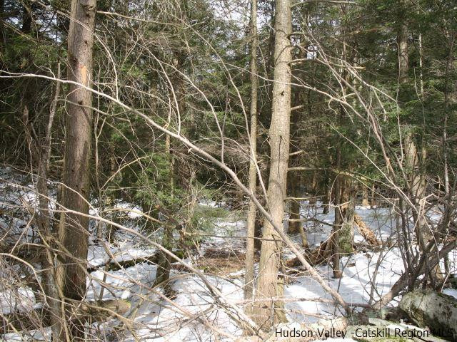 Lot33 Van Etten Road Prattsville, NY 12468 - Photo 8 of 31 a view of a tree with a tree