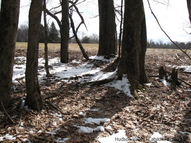 Lot33 Van Etten Road Prattsville, NY 12468 - Photo 9 of 31 a view of a yard with trees
