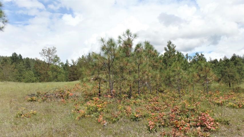 Lot 102 Old Kettle Road Kettle Falls, WA 99141 - Photo 8 of 18 Gallery Image 8