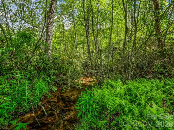 a view of a lush green forest
