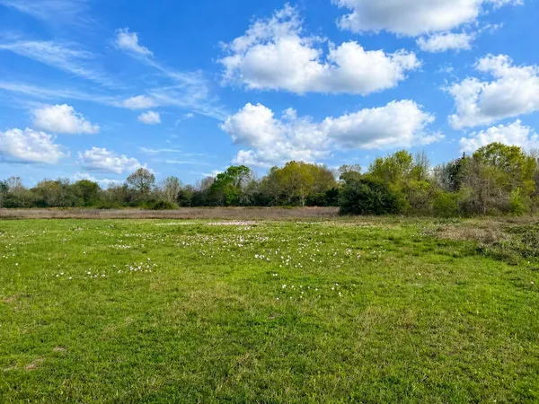 a view of a garden with an tree