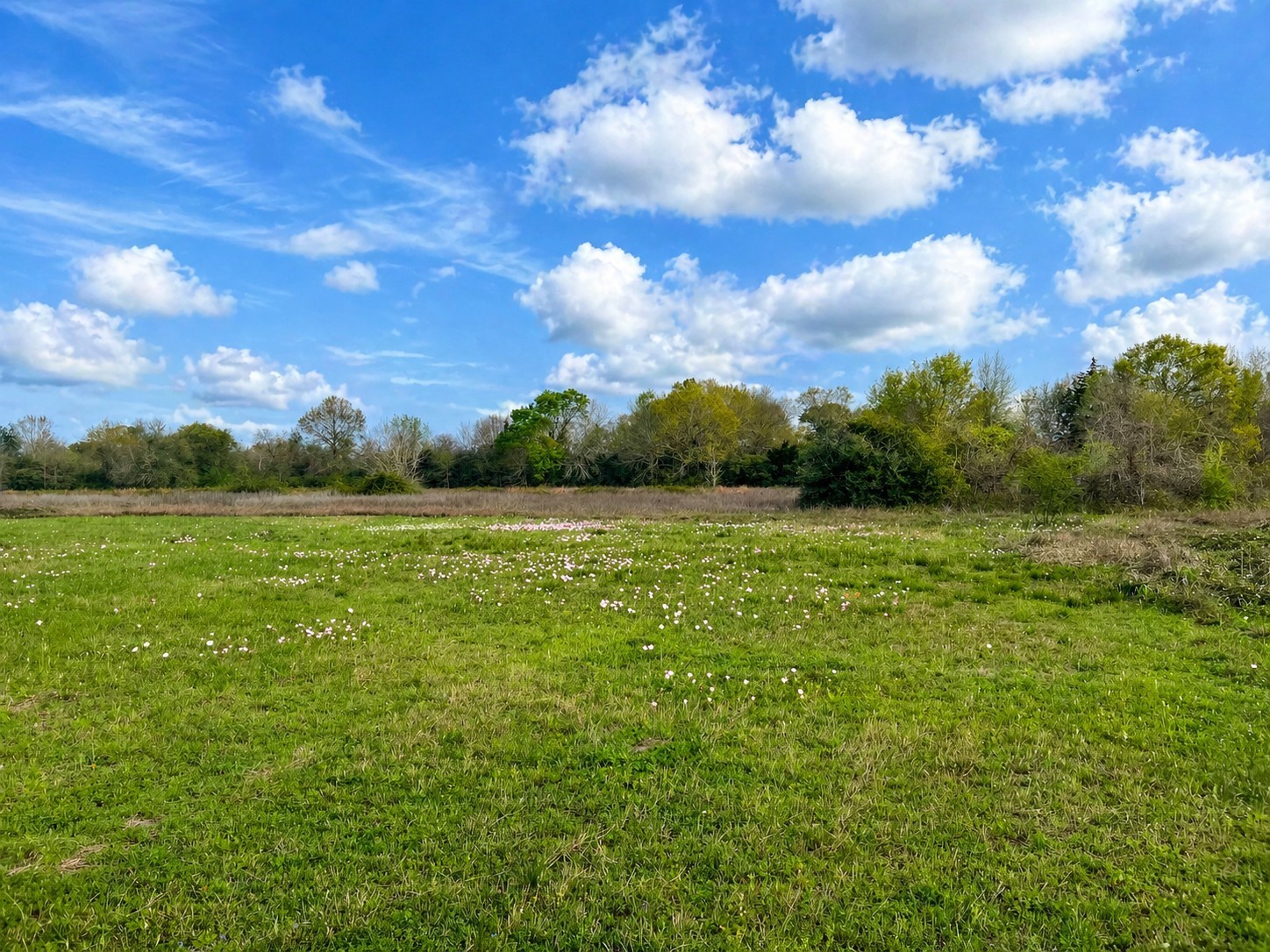 1161 West FM 1161 Road Wharton, TX 77488 - Photo 1 of 14 a view of a garden with an tree