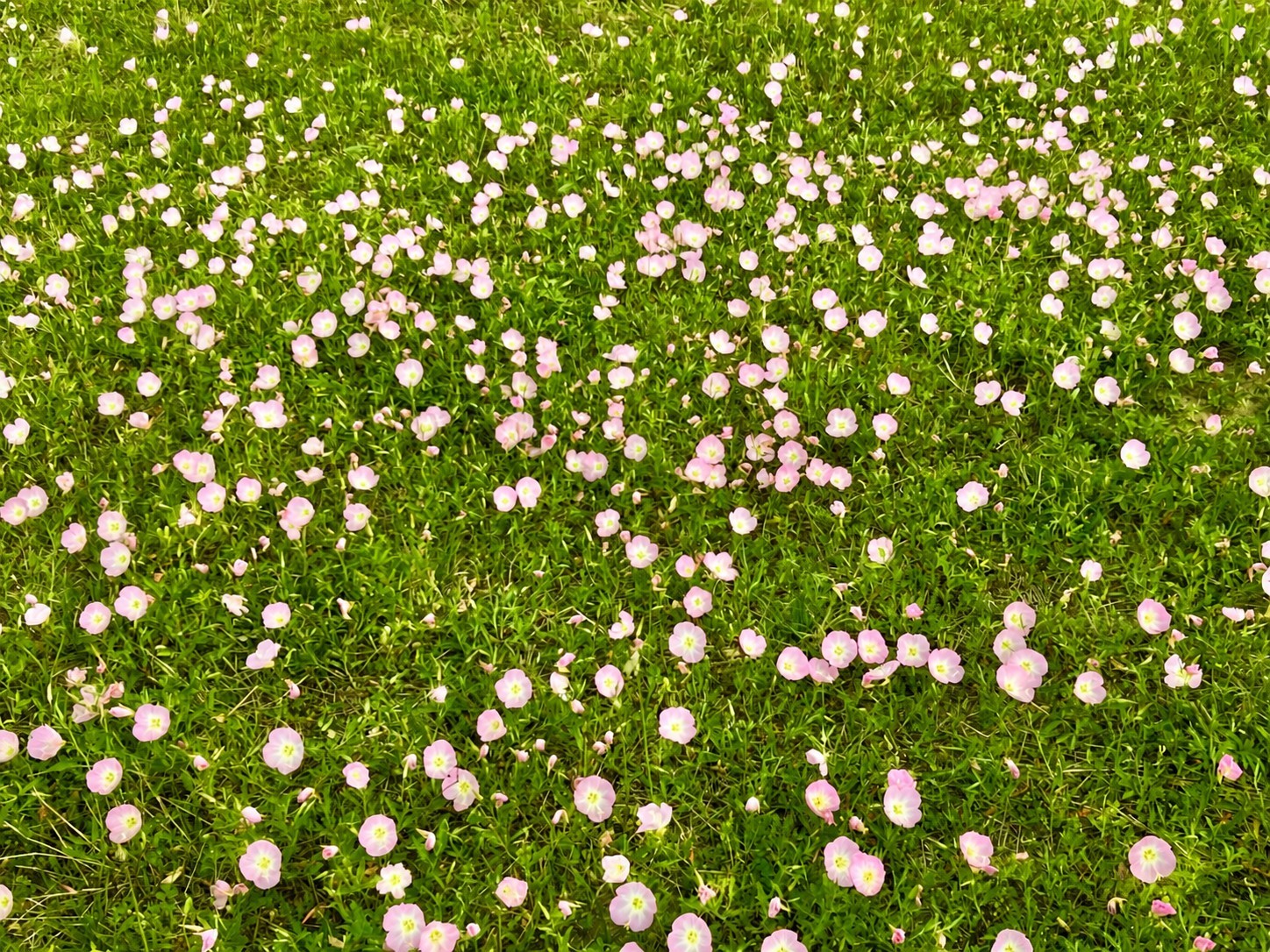 1161 West FM 1161 Road Wharton, TX 77488 - Photo 2 of 14 a view of flowers