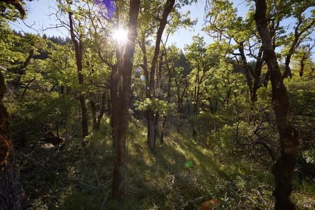 a view of a yard with trees in the background