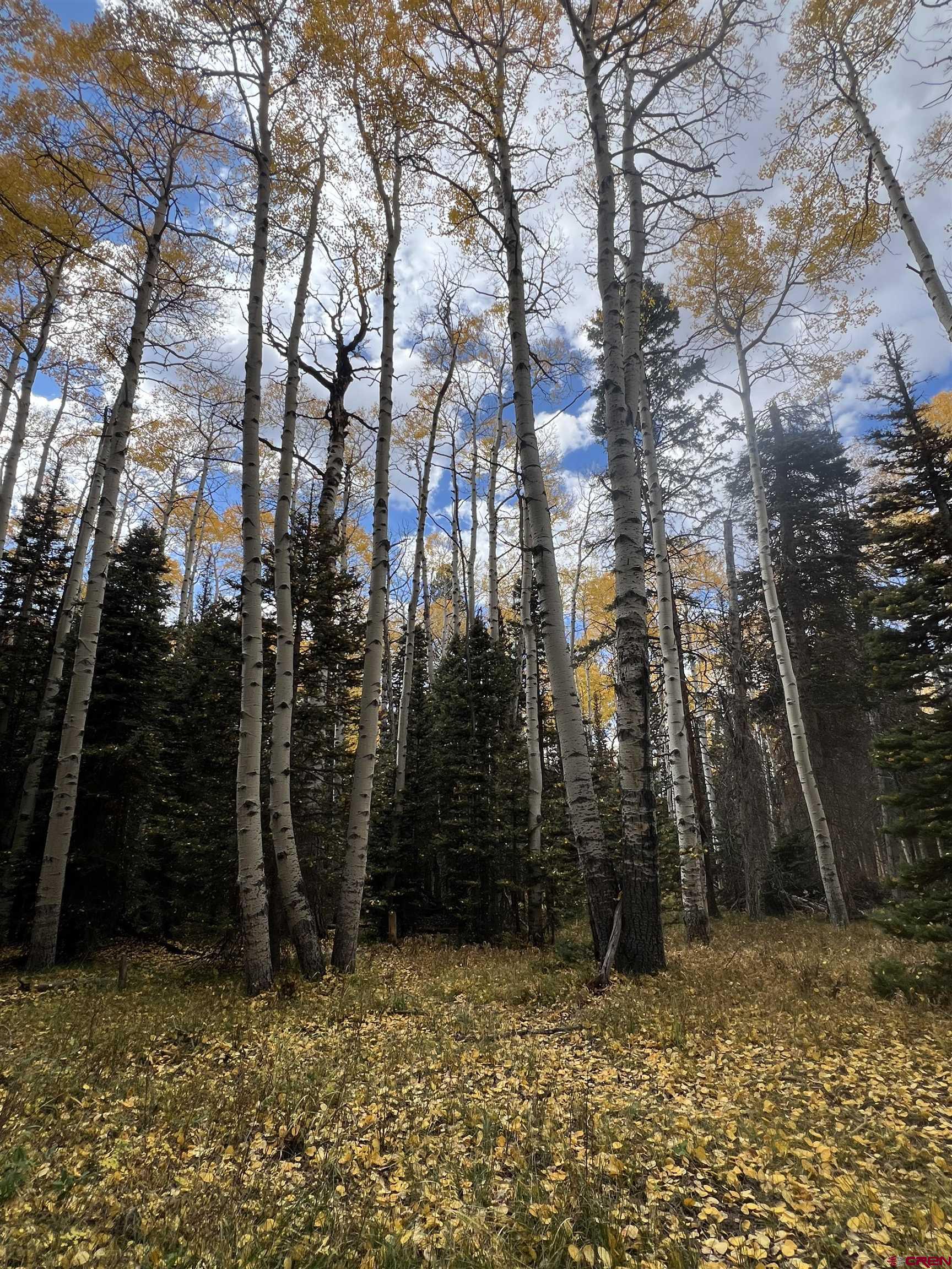 a view of outdoor space with trees