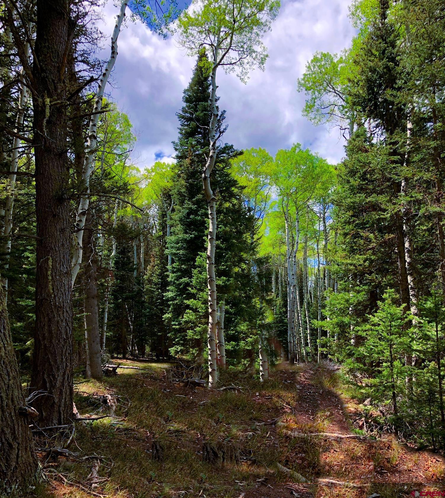 185 Aspen Trail Cimarron, CO 81220 - Photo 5 of 11 a backyard of a house with lots of green space