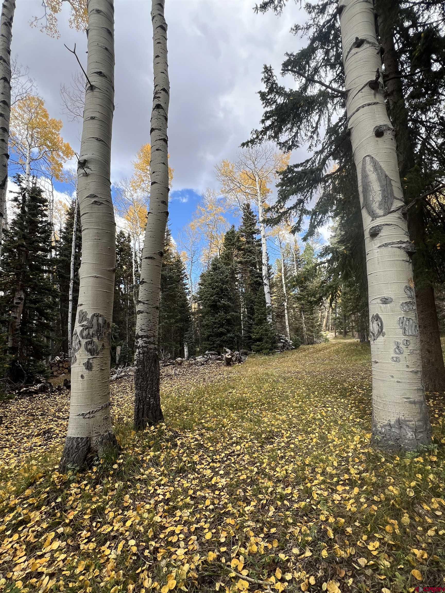 185 Aspen Trail Cimarron, CO 81220 - Photo 9 of 11 a backyard of a house with lots of green space