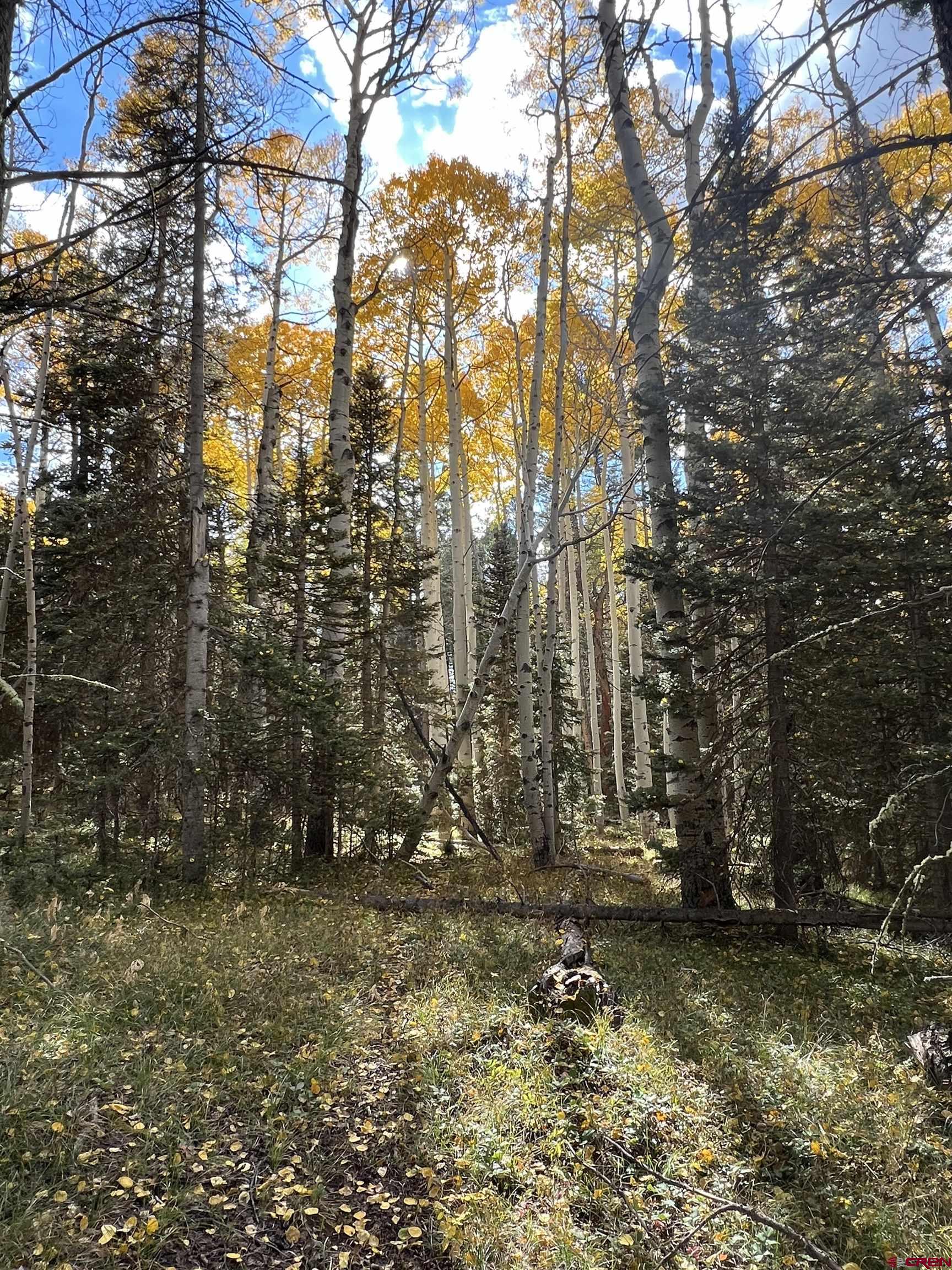 185 Aspen Trail Cimarron, CO 81220 - Photo 10 of 11 a view of forest