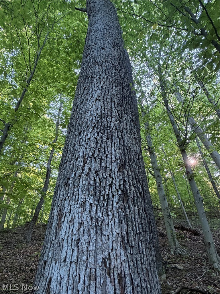 Crum Ridge Road Caldwell, OH 43724 - Photo 25 of 50