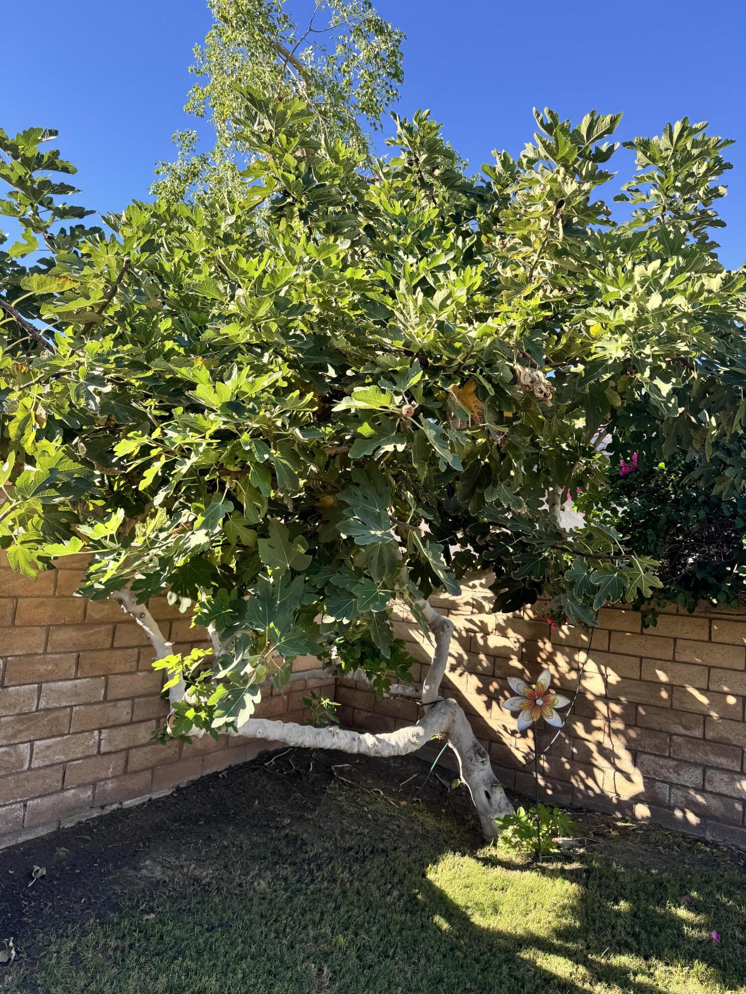 82774 Matthau Drive Indio, CA 92201 - Photo 8 of 44