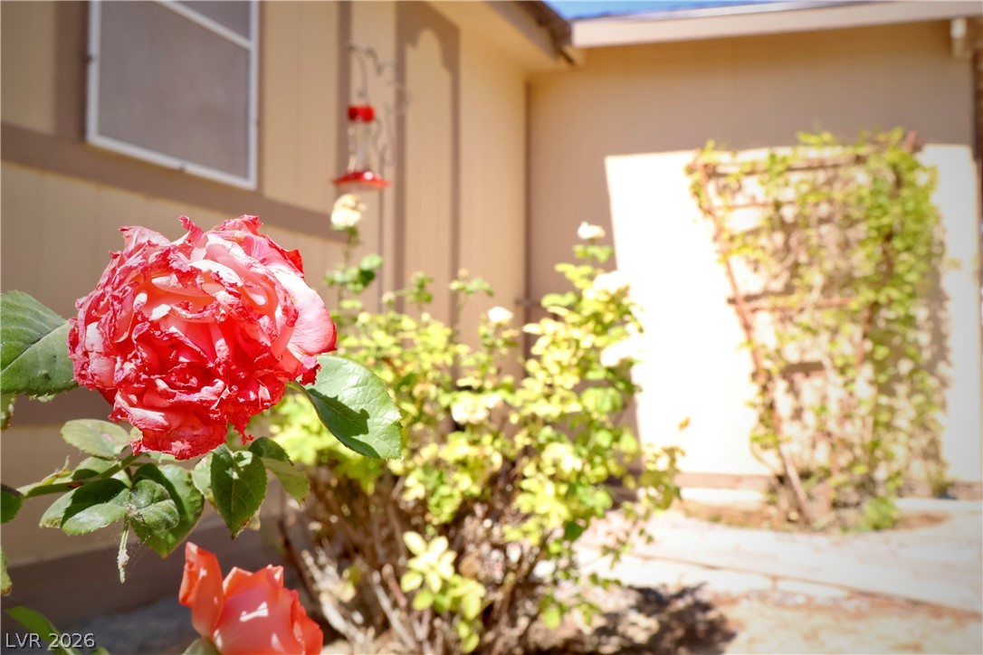 4501 East Kellogg Road Pahrump, NV 89061 - Photo 49 of 52 A vibrant garden space features blooming roses and a climbing vine, enhancing the home's exterior.