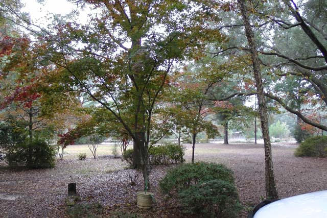 3845 Poverty Creek Road Crestview, FL 32539 - Photo 28 of 32 a view of backyard with green space