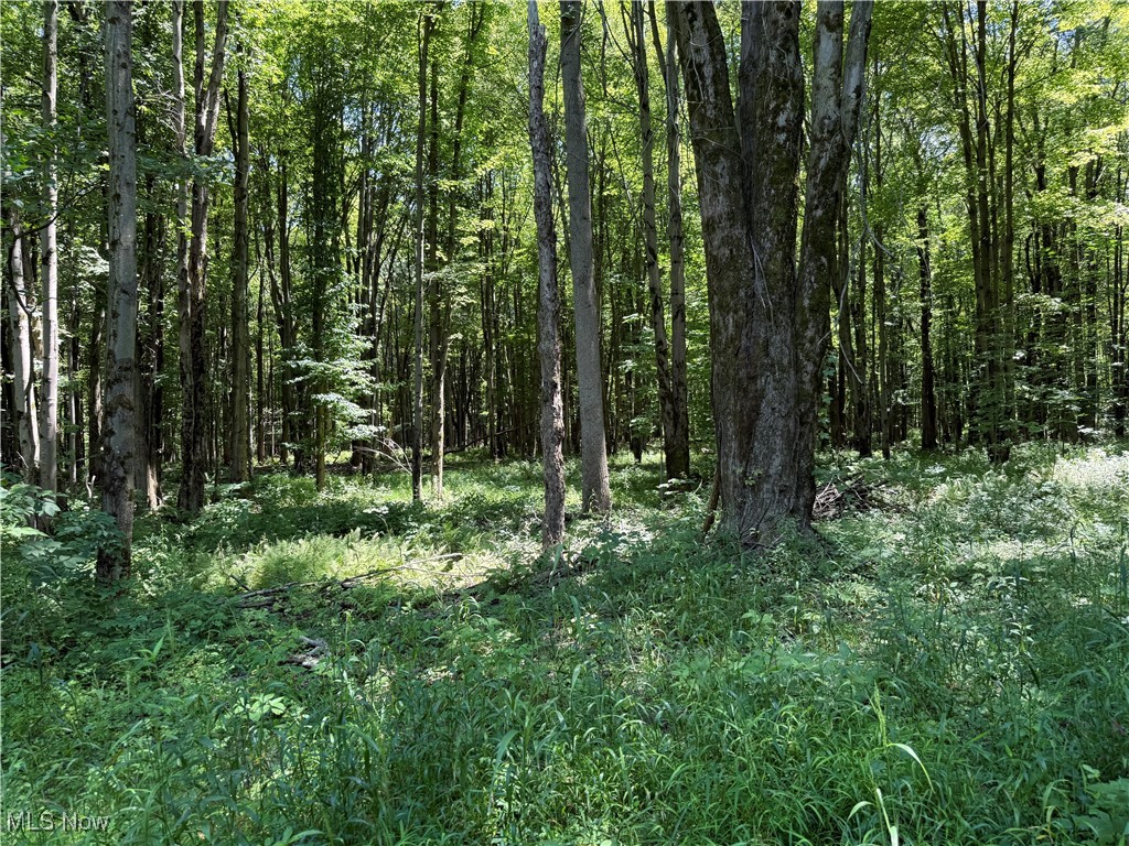 Calhoun Road Conneaut, OH 44030 - Photo 5 of 8 View of woods