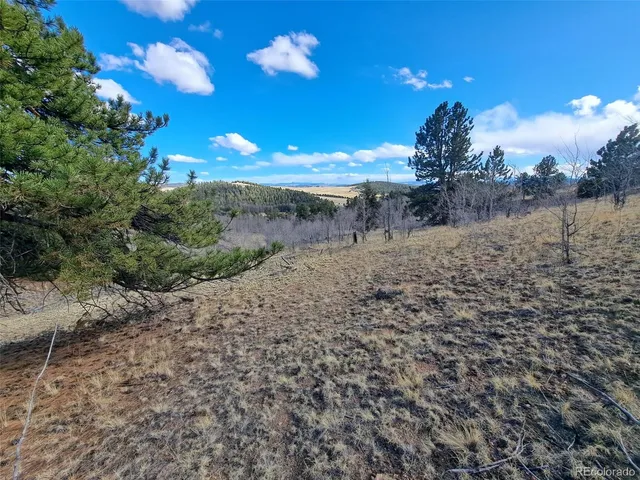 a view of a forest with trees