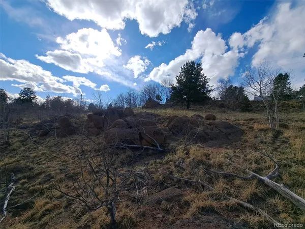 a view of a dry yard with trees