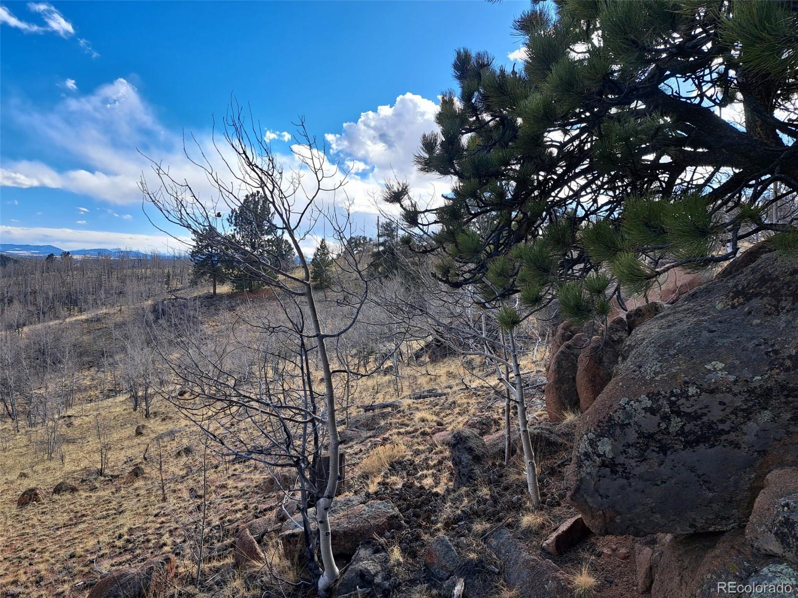 908 Raven Way Como, CO 80432 - Photo 15 of 29 a view of flowers in middle of the forest