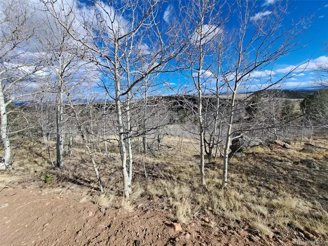 a view of a forest with a tree