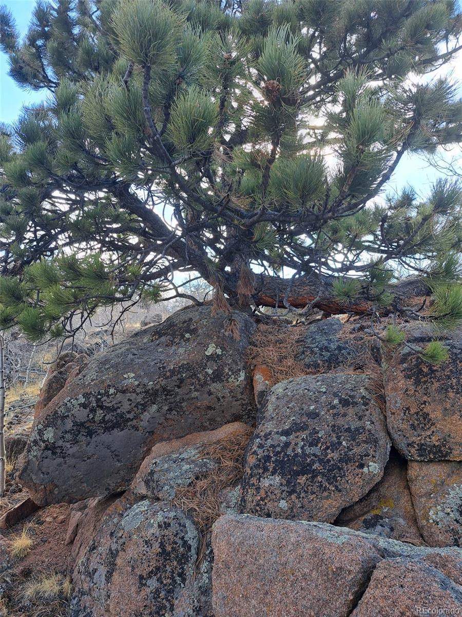 908 Raven Way Como, CO 80432 - Photo 25 of 29 a view of a tree in a yard