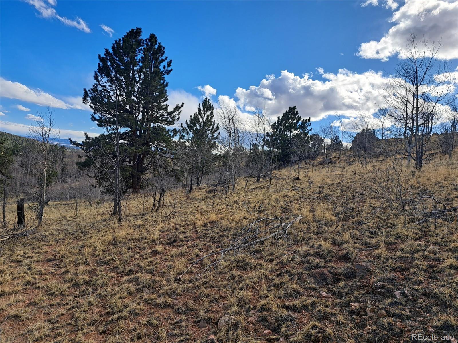 908 Raven Way Como, CO 80432 - Photo 8 of 29 a view of a yard with large trees
