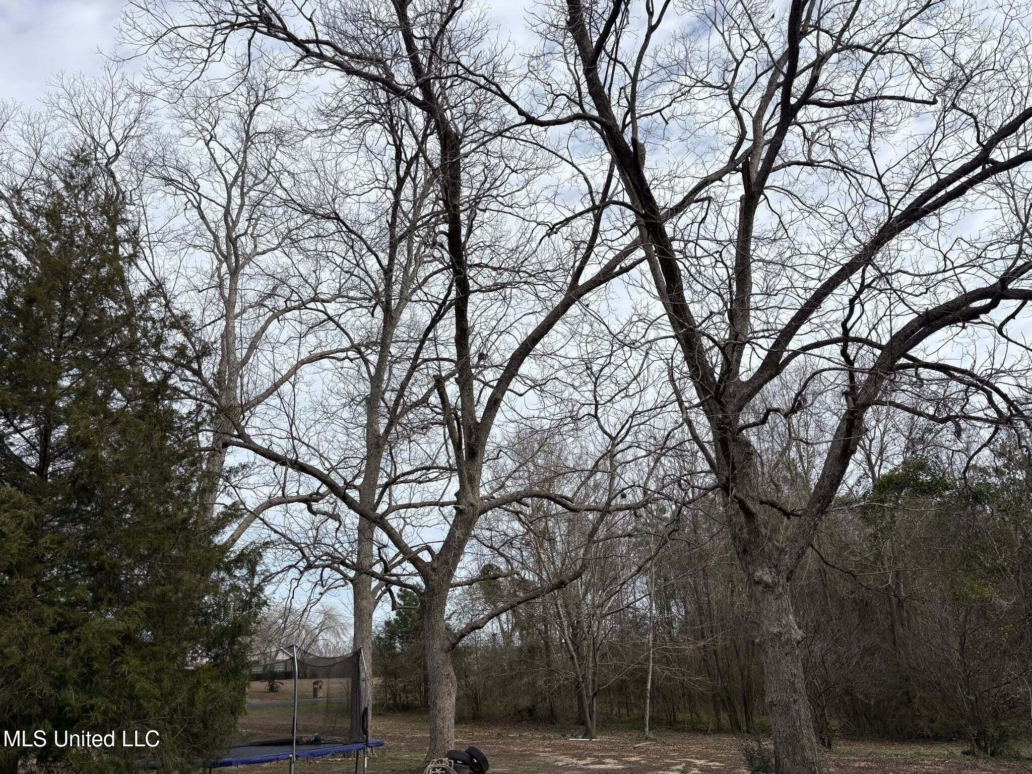 78 Pump Branch Road Wiggins, MS 39577 - Photo 6 of 29 Pecan trees