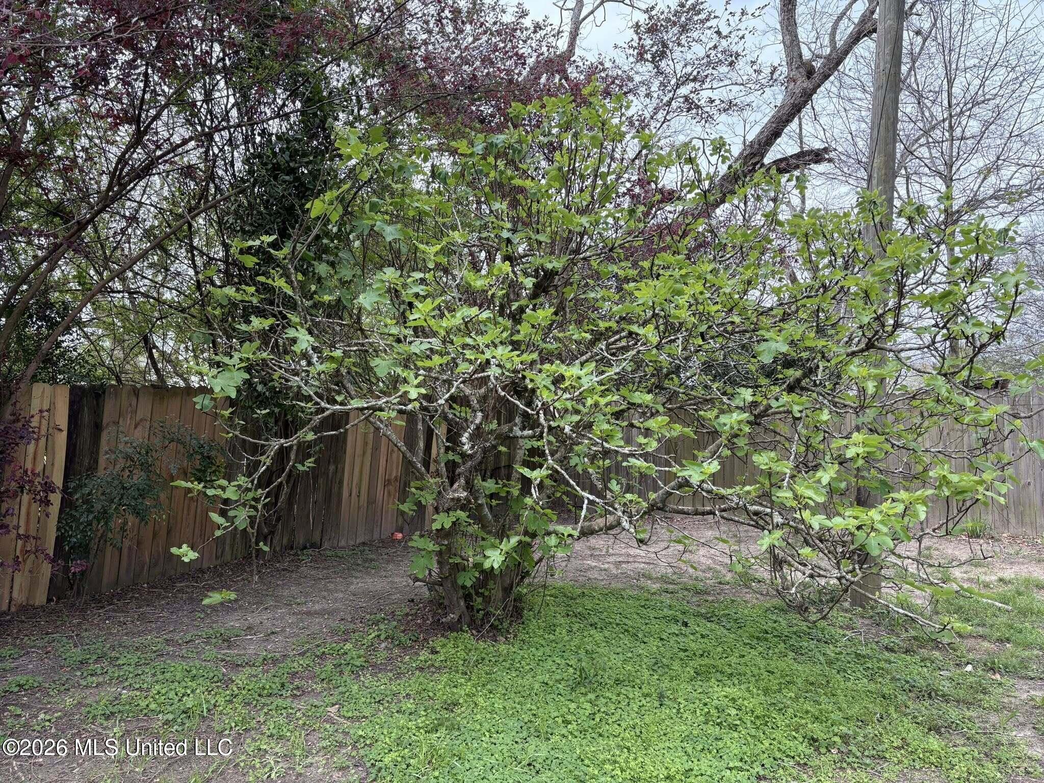 78 Pump Branch Road Wiggins, MS 39577 - Photo 9 of 29 fig tree