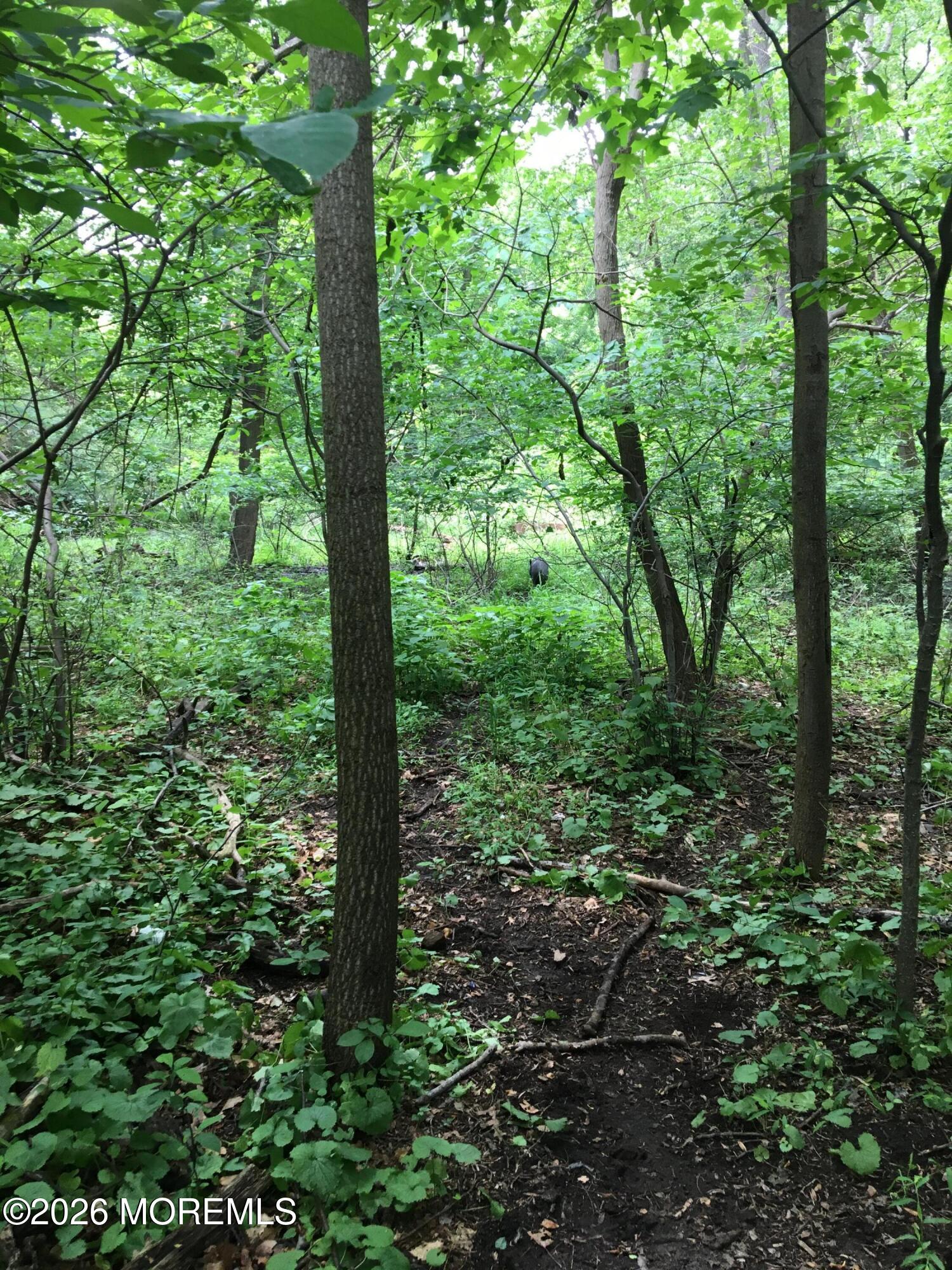 152 Chapel Hill Road Middletown, NJ 07701 - Photo 16 of 18 a view of forest