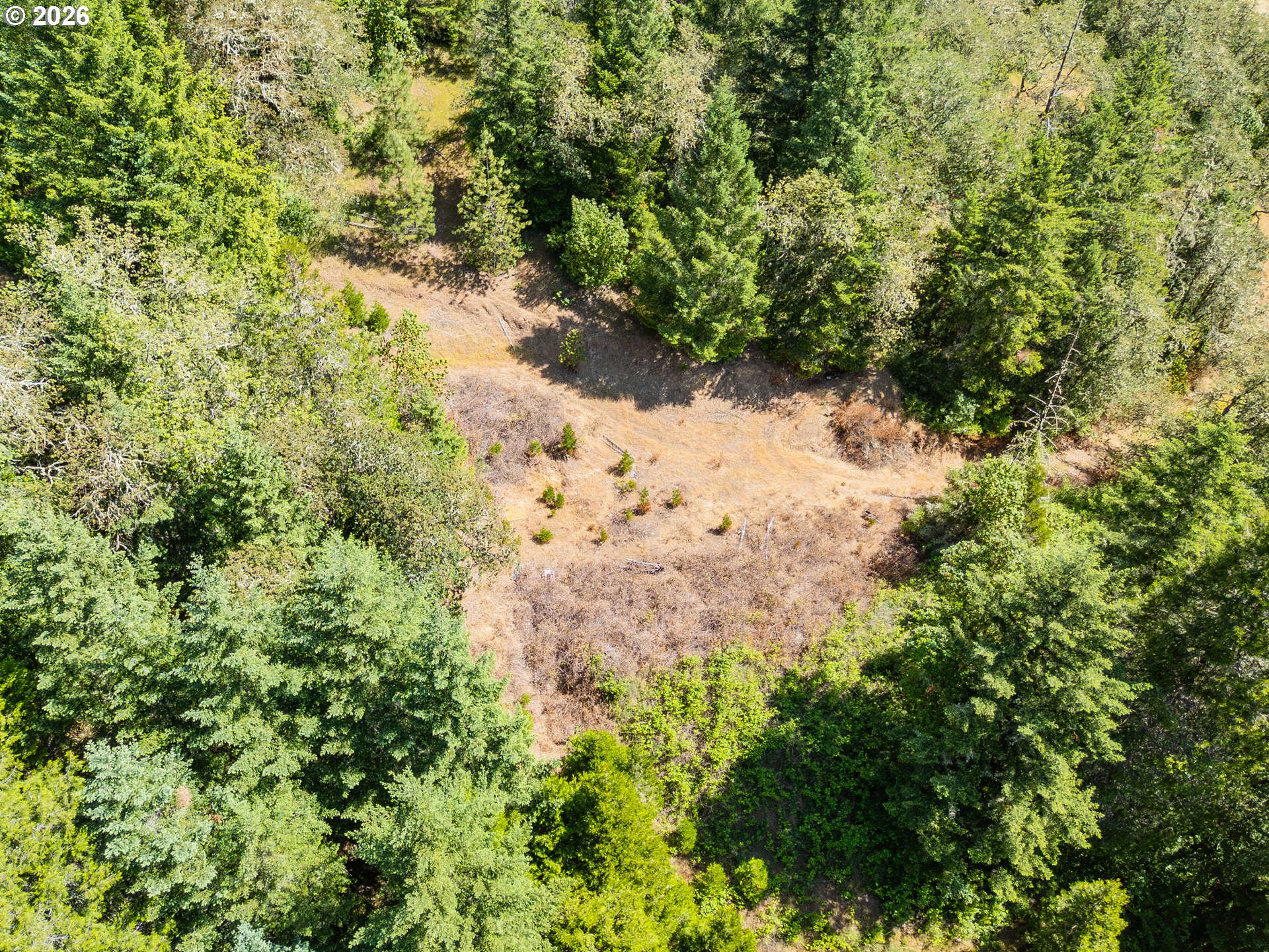 3707 Willis Creek Road Winston, OR 97496 - Photo 23 of 30 a view of a forest with a tree