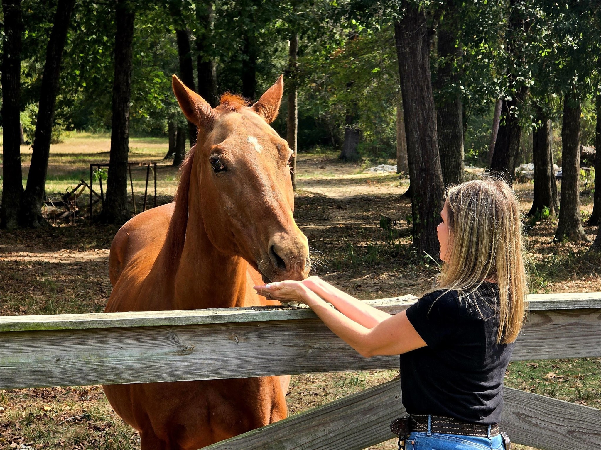 10205 Fostoria Road Cleveland, TX 77328 - Photo 40 of 41 Livestock Ready