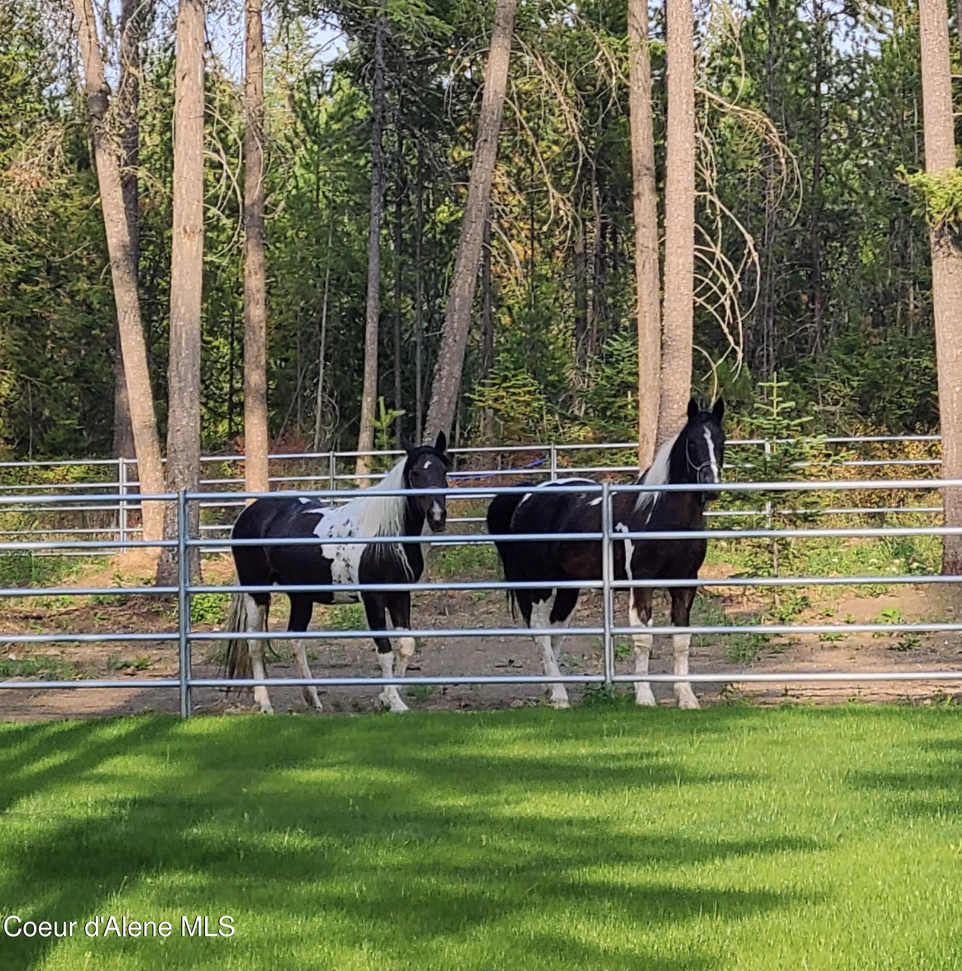 1609 East Amulet Circle Rathdrum, ID 83858 - Photo 52 of 68 Safe fencing & Beautiful Horses