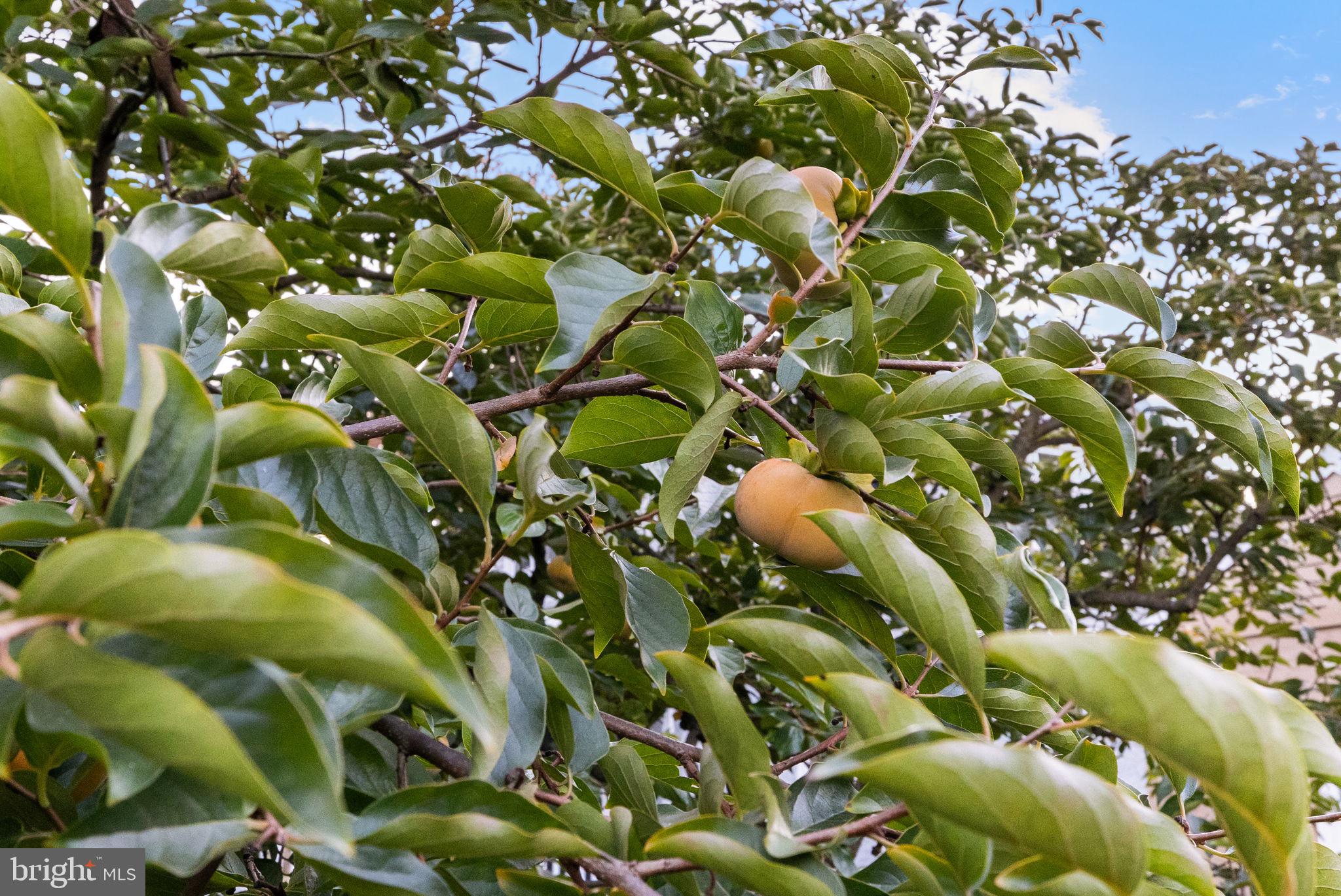 223 Cameron Road Willow Grove, PA 19090 - Photo 29 of 43 Persimmon Tree