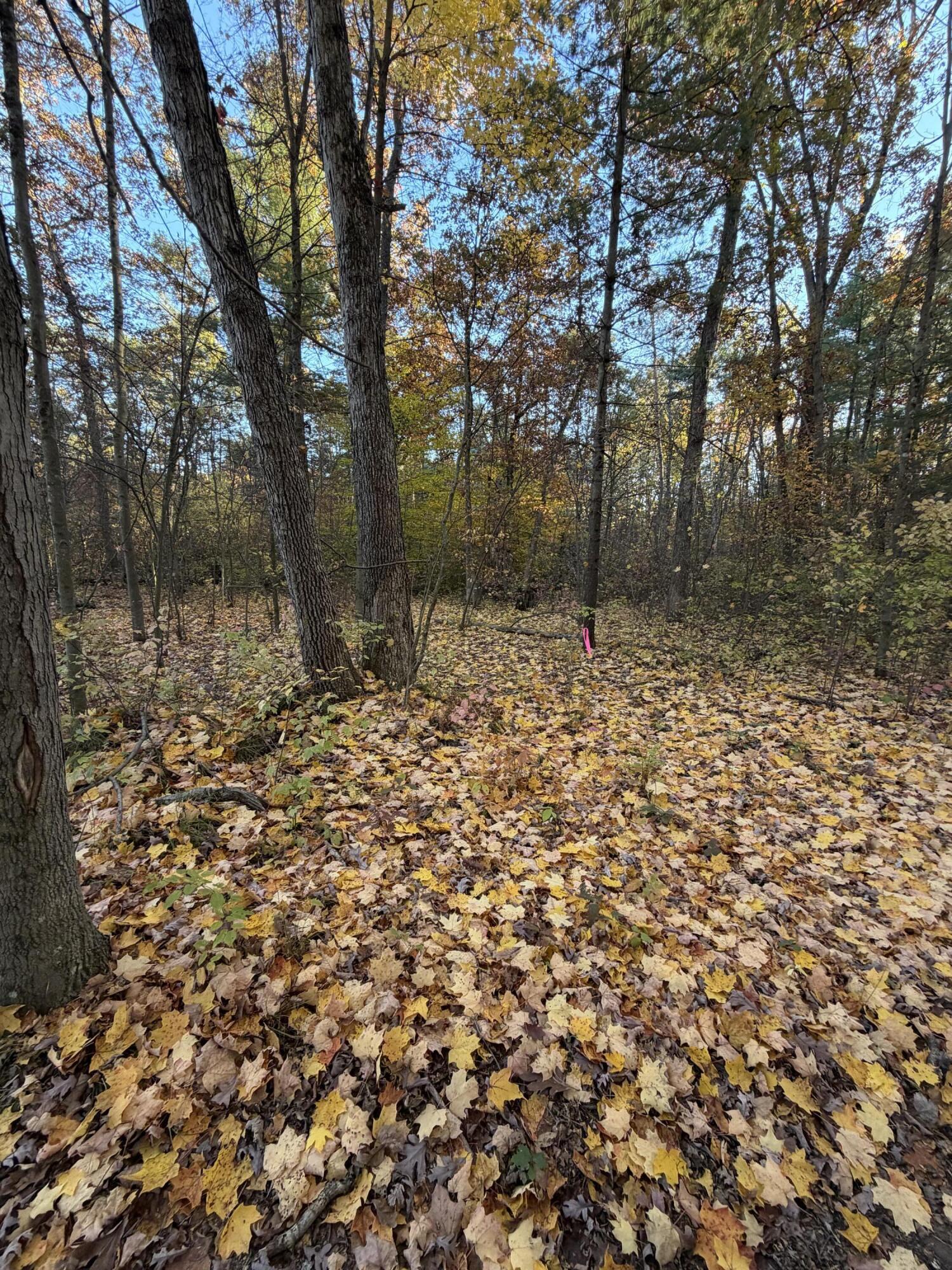 V/l Maple Hill Road, Unit PARCEL A Howard City, MI 49329 - Photo 5 of 11 IMG_0820