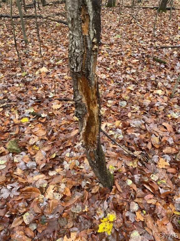 4229 Plum Bottom Road Amity, NY 14813 - Photo 22 of 24