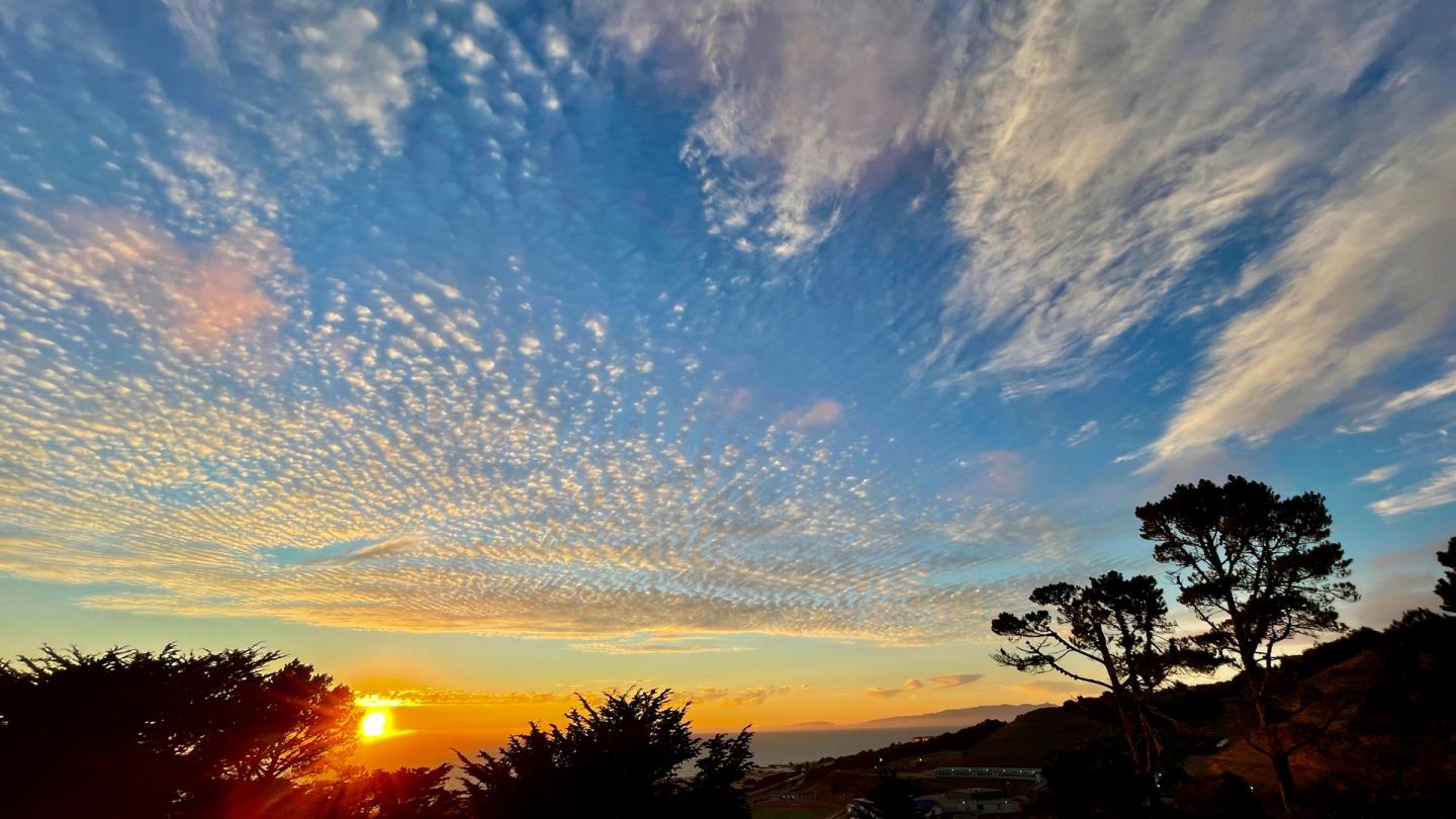 451 Talbot Avenue Pacifica, CA 94044 - Photo 38 of 38 a view of a tree with lots of bushes