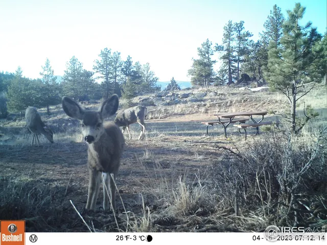 $89,900 | 102 Mt Princeton Court, Livermore, CO 80536