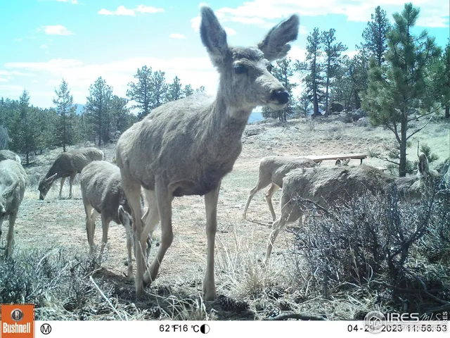 $89,900 | 102 Mt Princeton Court, Livermore, CO 80536