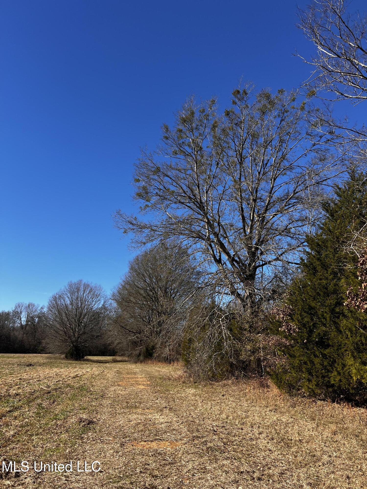 0 Hanks Trial Trail Flora, MS 39071 - Photo 6 of 20 IMG_0813